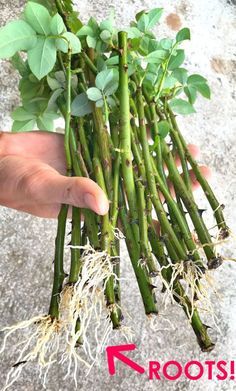 someone holding up some green plants with roots