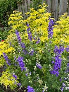 purple and yellow flowers in a garden next to a fence