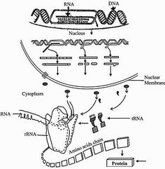 diagram of the structure of an animal cell