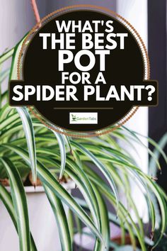 a spider plant with the words what's the best pot for a spider plant?