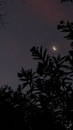 the moon is seen through some trees at night