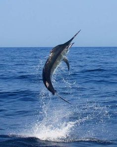 a marlin jumping out of the water