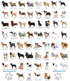 an illustrated guide to dog breeds with pictures of dogs and their names in english or spanish