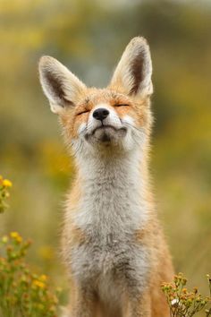 a close up of a small fox with it's eyes closed and mouth open