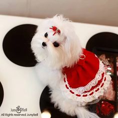 a small white dog wearing a red and white dress sitting on top of a stove