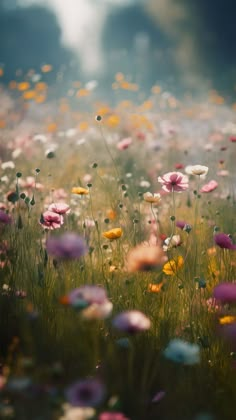 a field full of colorful flowers on a sunny day