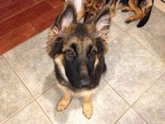 two german shepherd dogs sitting on the floor