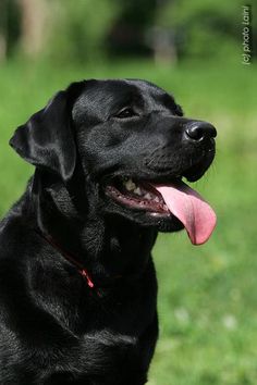 a black dog sitting in the grass with its tongue out