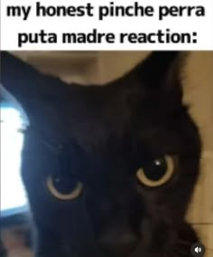 Cat Bird, Senior Cat, Silly Cats Pictures, Goofy Pictures, Spanish Memes, Fresh Memes, Silly Animals, Me When