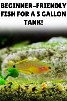 a fish that is swimming in some water with the words beginner - friendly fish for a 5 gallon tank