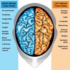 two sections of the human brain are labeled in three different colors and names, including gray, orange, blue, and white