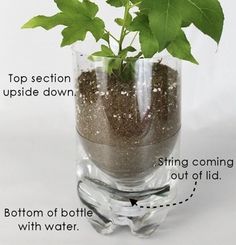 a glass vase filled with dirt and green leafy plants, labeled to describe the top section upside down