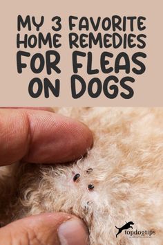 Flea-Free Fidos: Try My Top 3 Home Remedies for Dogs Home Remedy For Dog Fleas, How To Keep Fleas Off Dogs, How To Remove Fleas From Dogs, Essential Oils To Kill Fleas On Dogs, Best Way To Get Rid Of Fleas On Dogs, Homemade Flea Shampoo For Dogs, Home Remedy For Fleas On Dogs, Dog Fleas Get Rid Of, Flea Remedy For Yard