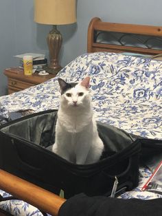 a white cat sitting in an open suitcase on a bed