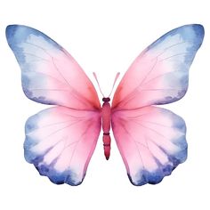 a pink and blue butterfly on a white background