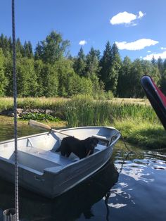 a dog sitting in the bow of a small boat on a body of water with trees in the background