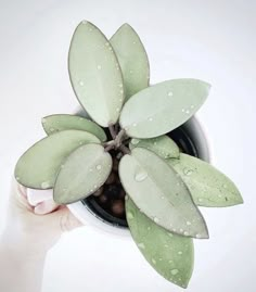 a person holding a potted plant with water droplets on it