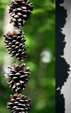 three pine cones are hanging from a branch in front of some trees and the background is blurry