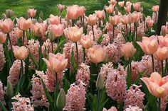 many pink flowers are blooming in the grass