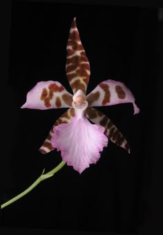 a pink flower with brown spots on it's petals and leaves, in front of a black background