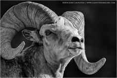 a ram with large horns standing in front of a black and white background, looking at the camera