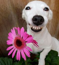 a white dog holding a pink flower in its mouth