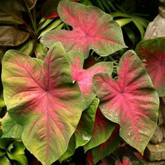 some pink and green leaves in the grass