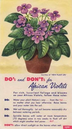 an advertisement for african violets from the 1950's, featuring purple flowers in a pot