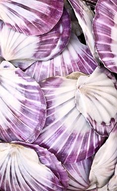 purple and white flowers are arranged together in this close - up photo, which shows the petals