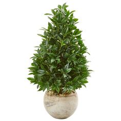 a potted plant with green leaves in it