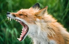 a red fox yawns with its mouth open