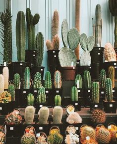 many different kinds of cactus in pots on display