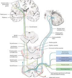 an image of the human brain and nervous system, with labels on each side of it