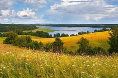 a field with wildflowers in the foreground and a lake in the background