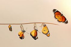 several butterflies are hanging from a line with one butterfly on it's back end