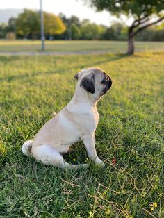 a small pug dog sitting in the grass looking up at something off to the side