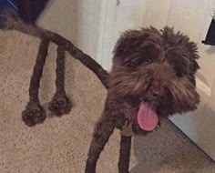 a brown dog standing on top of a carpet covered floor