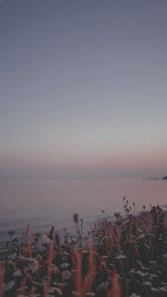 some grass and flowers by the water at sunset or sunrise with an ocean in the background