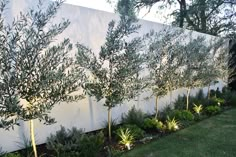 an outdoor garden with trees and plants in front of a white wall that is made out of concrete