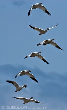 a flock of birds flying through a blue sky