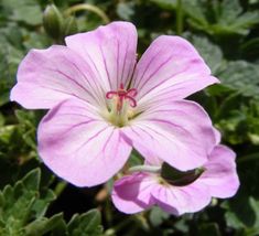 a pink flower with green leaves in the background