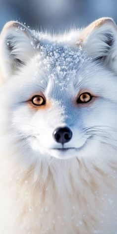 a close up of a white fox with snow on its fur and eyes looking at the camera