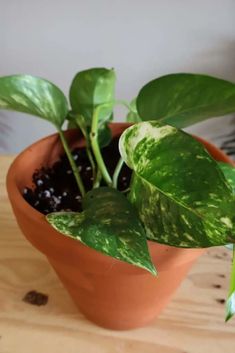 a potted plant sitting on top of a wooden table