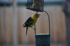 a yellow and black bird sitting on top of a cage