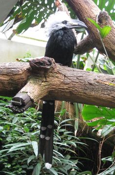 a black and white bird sitting on top of a tree branch in a jungle area