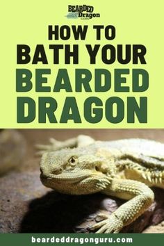 a bearded dragon with the title how to bath your bearded dragon