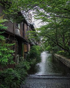 a river running through a lush green forest next to tall brown buildings with balconies