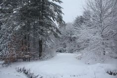 a snow covered road surrounded by trees and bushes