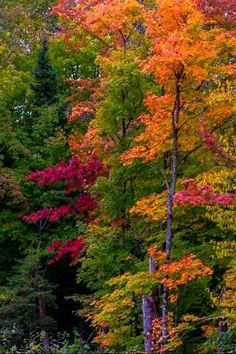 colorful trees are in the woods with their leaves turning colors and green, yellow, red, and orange