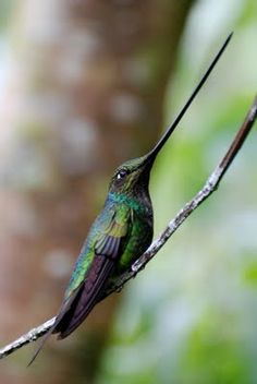 a hummingbird perches on a tree branch